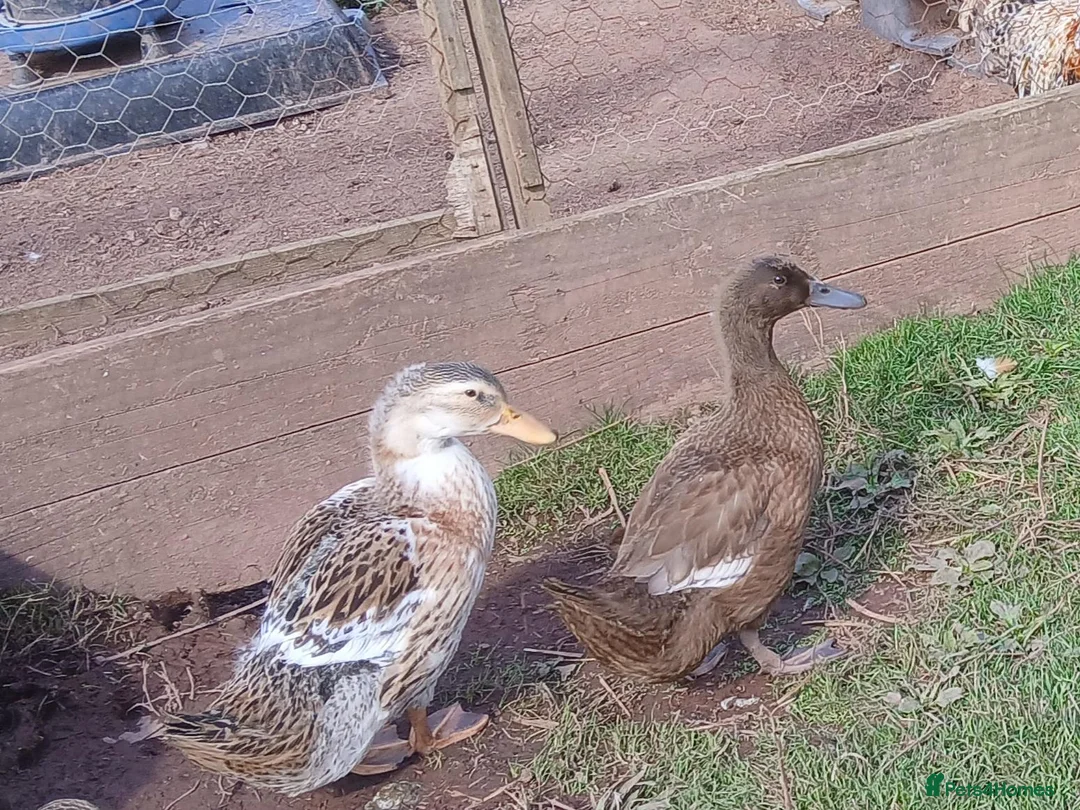Ducks poultry for sale: Various young ducks - Advert 1