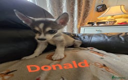 Siberian Husky dogs for sale: BEAUTIFUL SIBERIAN HUSKY PUPPIES WOLF GREY - Image 3