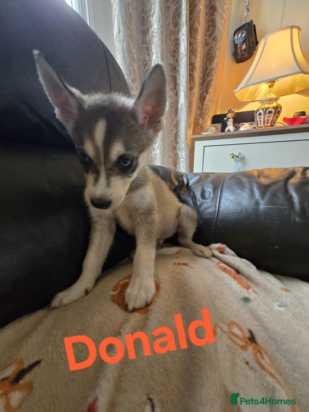 Siberian Husky dogs for sale: BEAUTIFUL SIBERIAN HUSKY PUPPIES WOLF GREY - Image 3