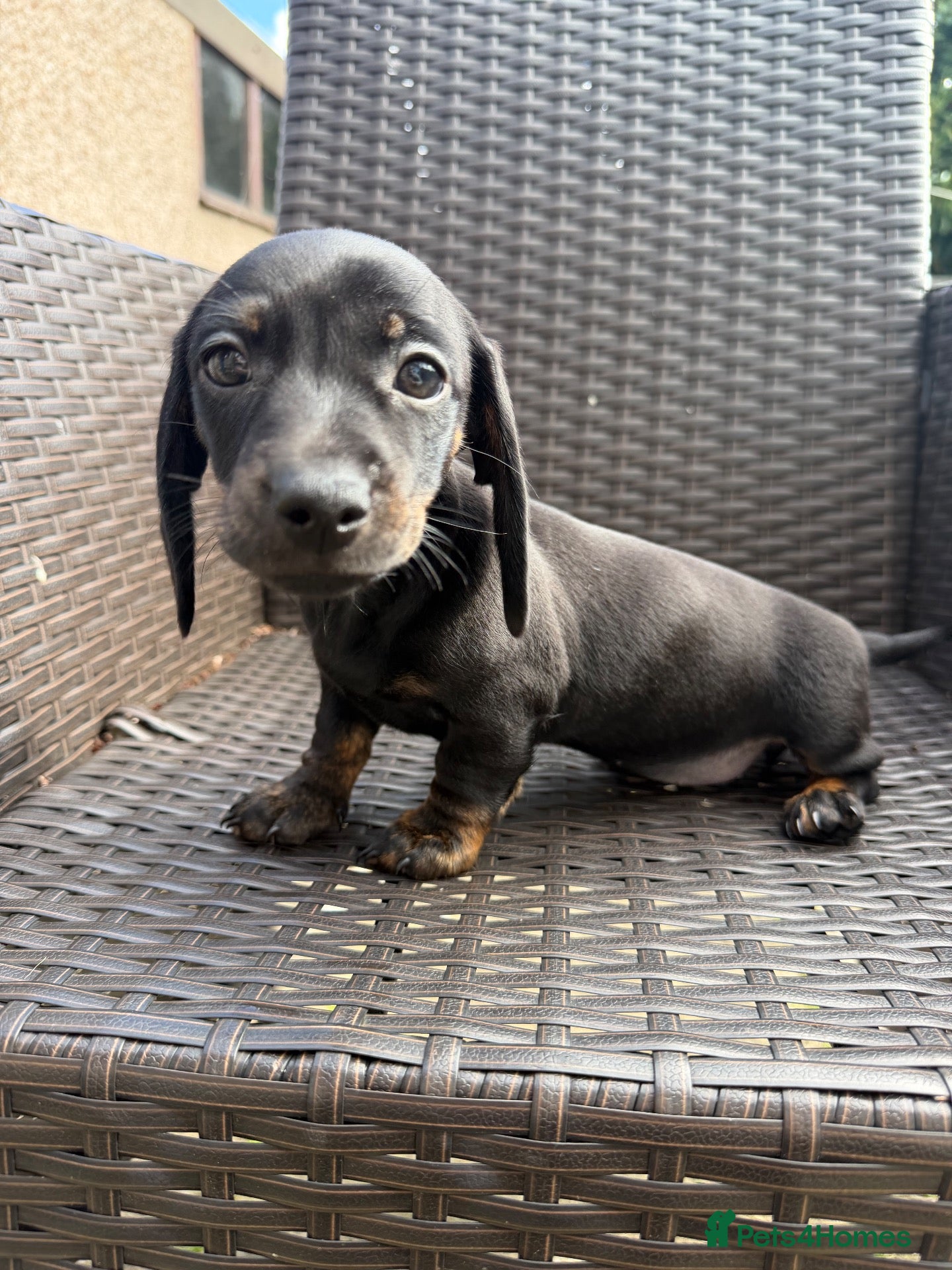 Miniature Dachshund dogs Reduced ! Stunning true mini KC Dachshund puppies - Advert 1