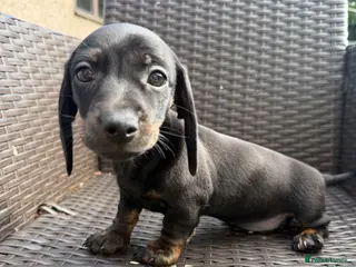 Miniature Dachshund dogs Reduced ! Stunning true mini KC Dachshund puppies - Advert 1