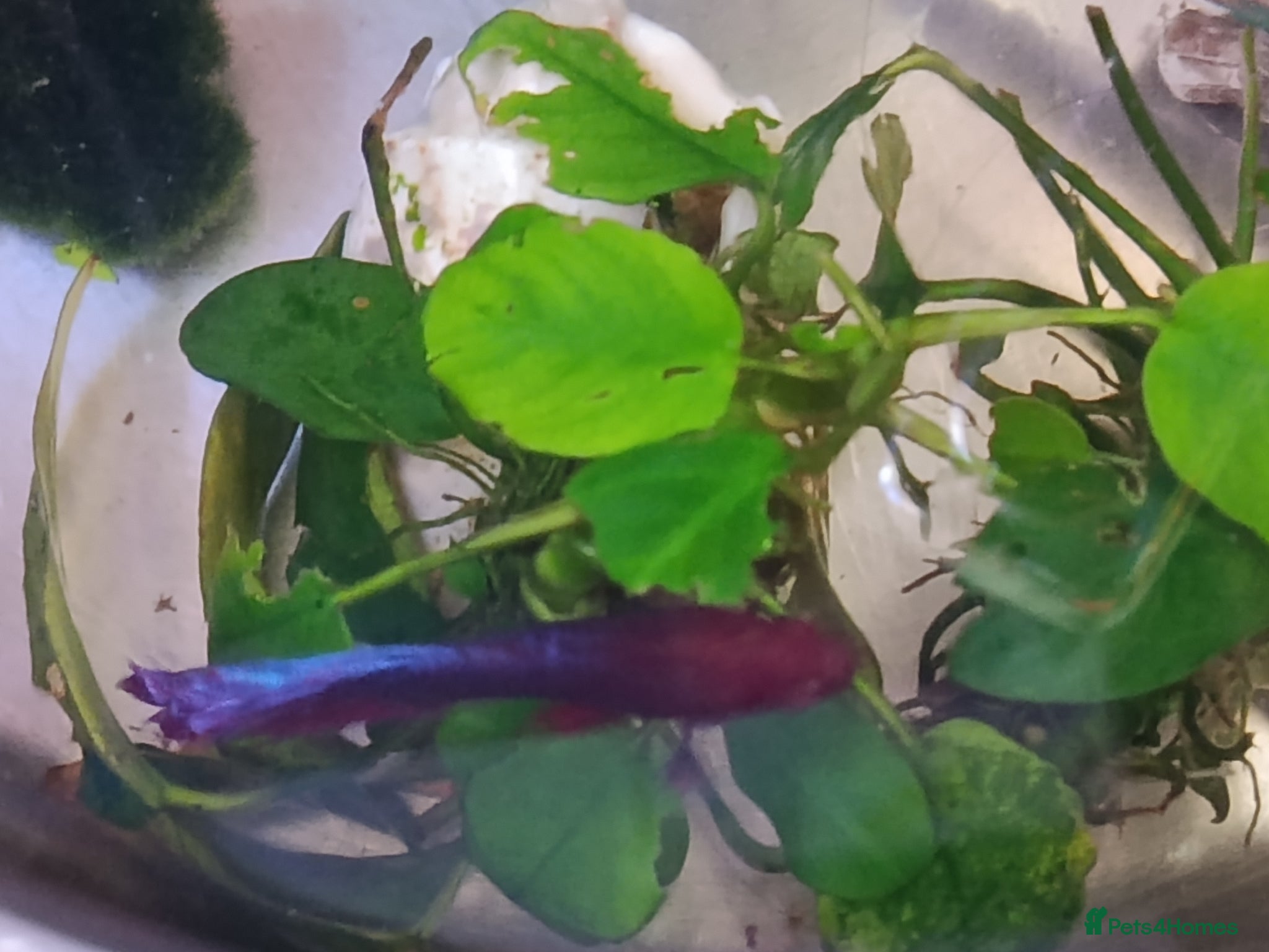 Bettas fish Purple Betta, 4 Corydoras, Catfish and Apple snail - Advert 1