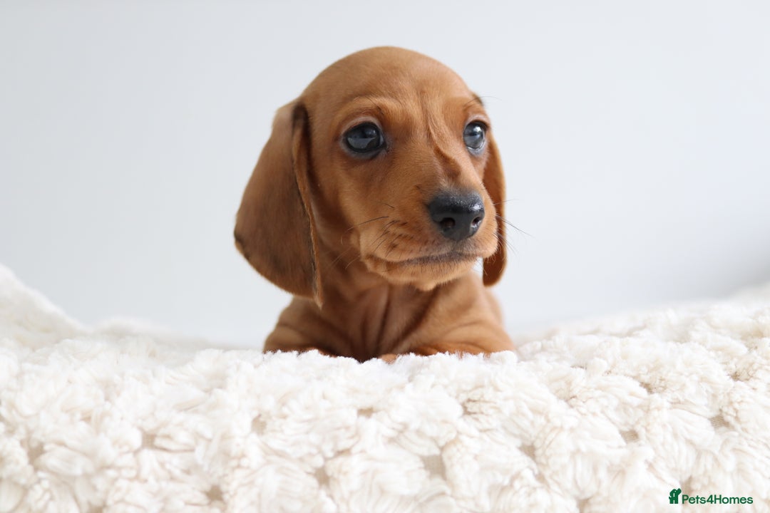 Miniature Dachshund dogs for sale: Ready now Miniature smoothhaired dachshunds - Image 3