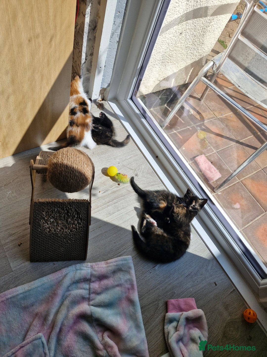 Mixed Breed cats for sale: 4 beautiful moggie girls  - Image 15