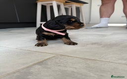 Cocker Spaniel dogs for sale: ****only 2 left****Stunning cocker puppies - Image 20