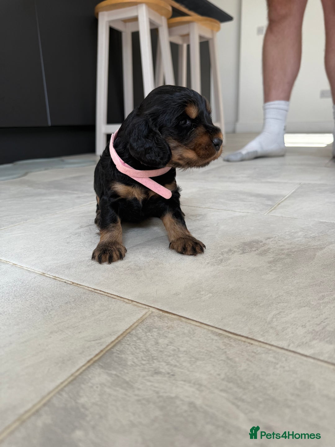 Cocker Spaniel dogs for sale: ****only 2 left****Stunning cocker puppies - Image 20