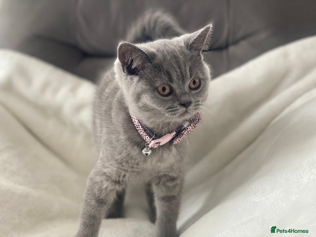 British Shorthair cats for sale: Beautiful  bsh gccf girl (champion breed lines) in Swanley - Image 9