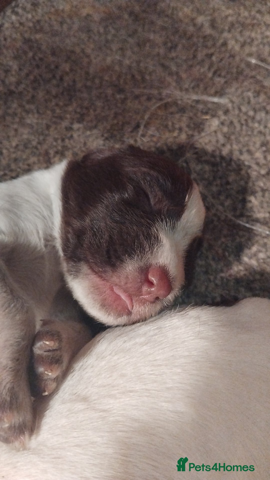 Mixed Breed dogs for sale: German Wirehaired Pointer x Springer Spaniel Pups - Advert 9