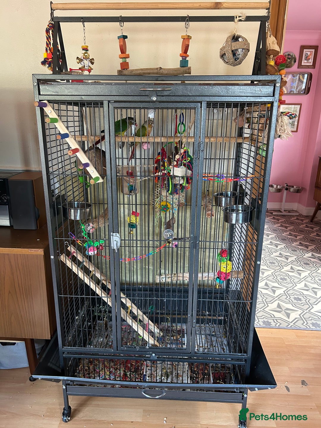 Conures birds for sale: Pair of conures with full set up - Image 7