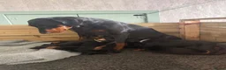 Dobermann dogs for sale: 3 male puppy Dobermanns for sale  - Advert 4