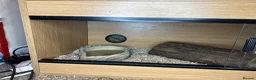 Corn Snake reptiles for sale: Grey corn snake and near full set up - Advert 6