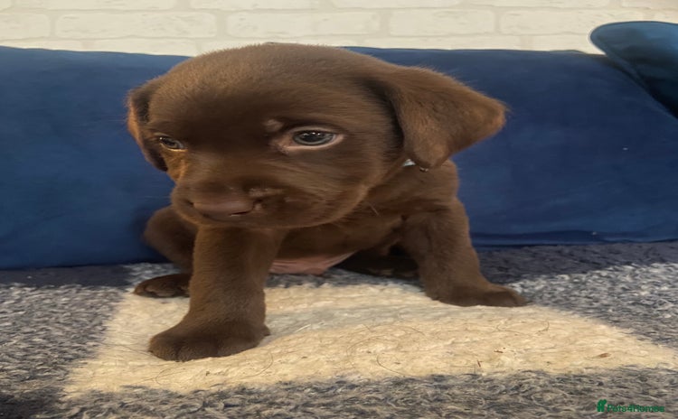 Labrador Retriever dogs - Advert 17