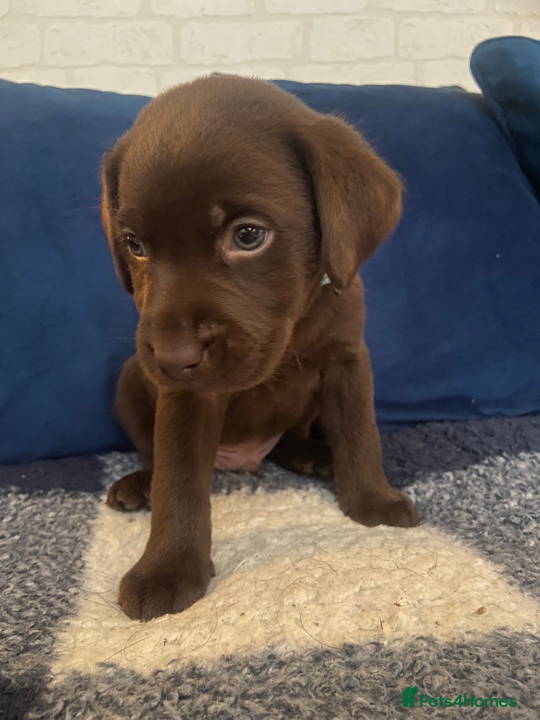 Labrador Retriever dogs for sale: KC registered Labrador pups ready October  - Image 1