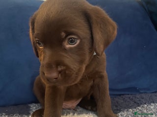 Labrador Retriever dogs - Advert 1