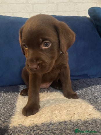 Labrador Retriever dogs - Advert 2