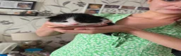 Mixed Breed cats for sale: Mixed breed kittens  in King's Lynn - Advert 4