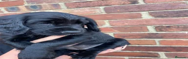 Cocker Spaniel 6