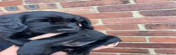 Cocker Spaniel dogs for sale: 2 boys ready now  - Advert 21