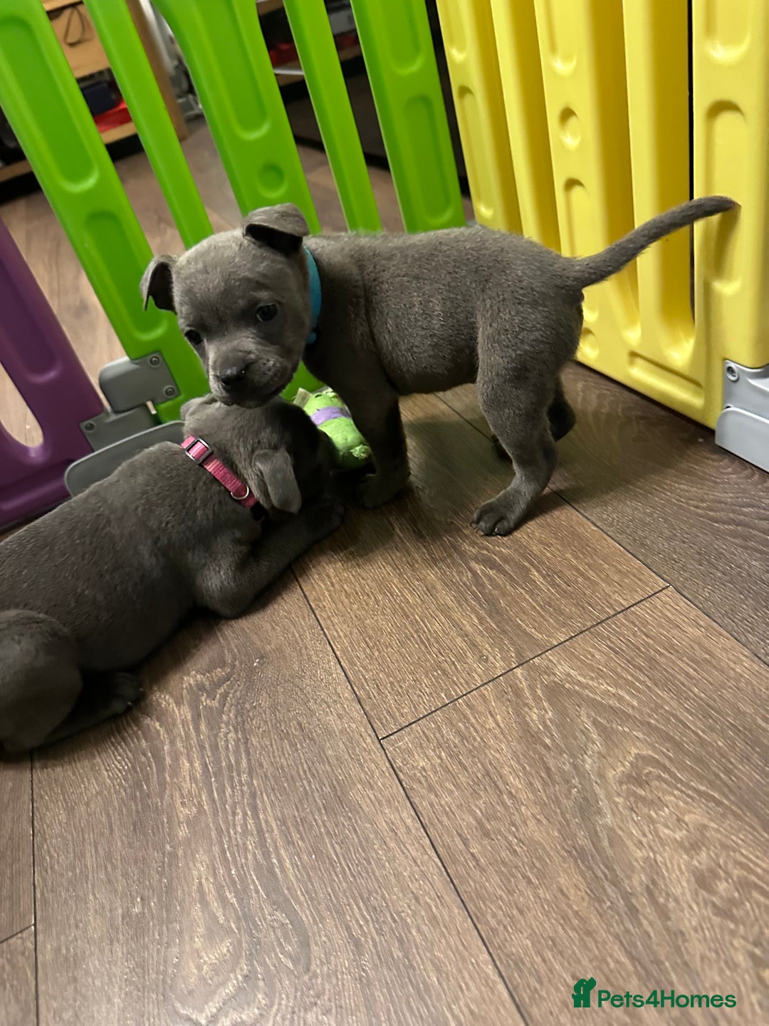 Staffordshire Bull Terrier dogs for sale: Adorable BLUE KC Pups *BULLSCAFF BLOODLINE* - Advert 4