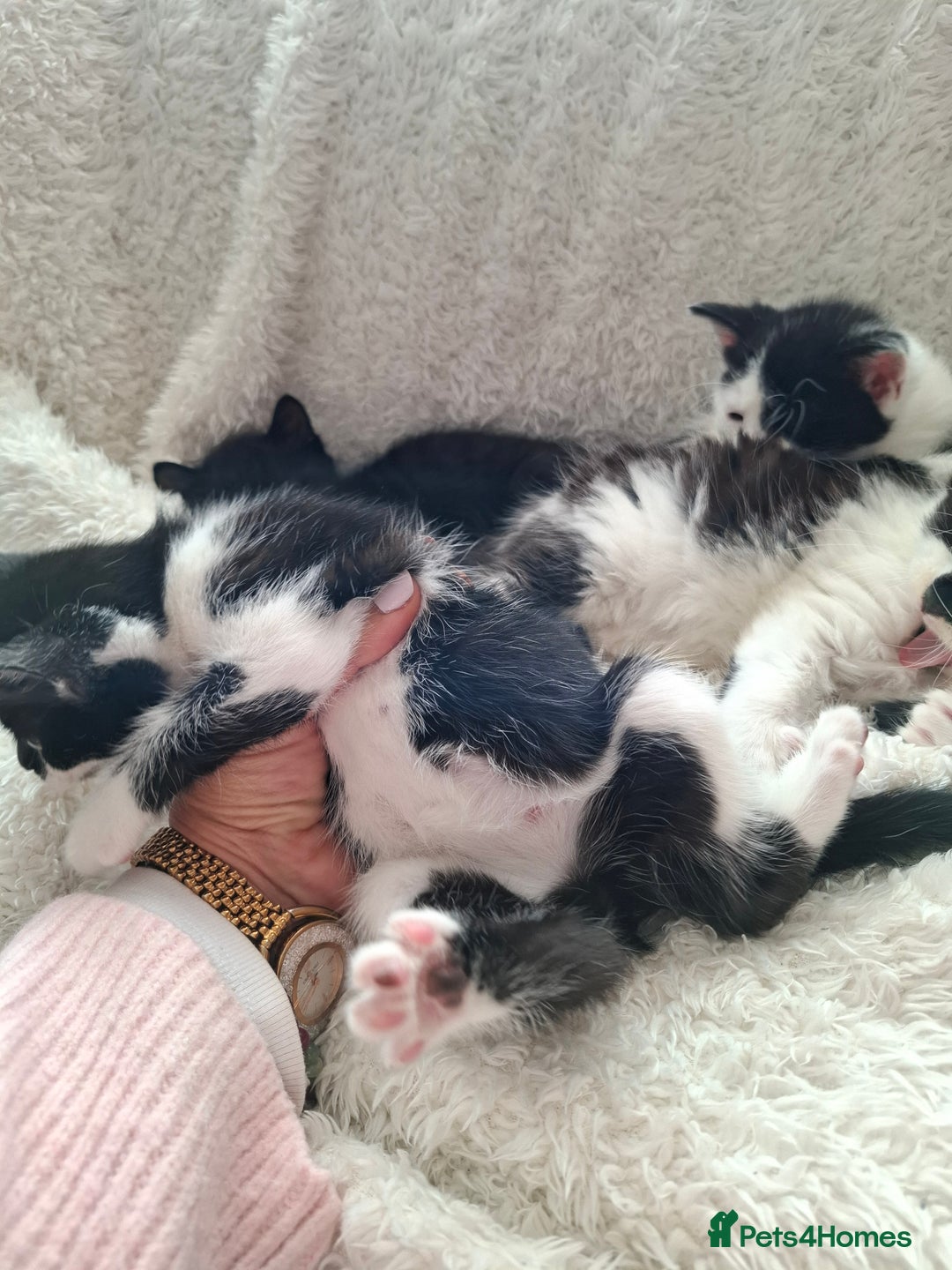 Mixed Breed cats for sale: Tabby/British short hair - Advert 15