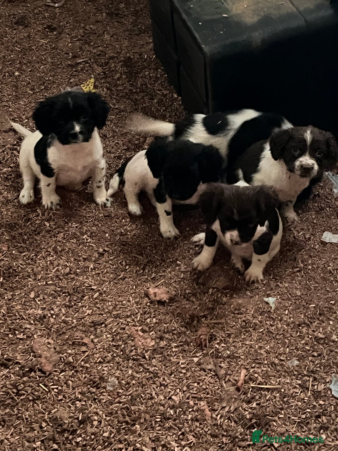 English Springer Spaniel dogs for sale: Beautiful springer spaniel puppies for sale  - Advert 7