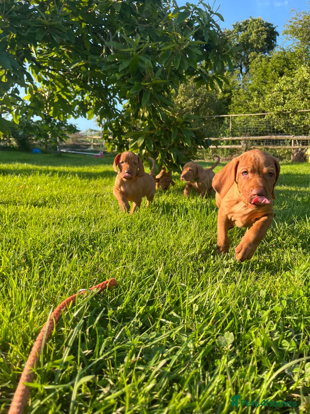 Hungarian Vizsla dogs for sale: Championship Bloodline Pedigree Hungarian Vizslas - Advert 20