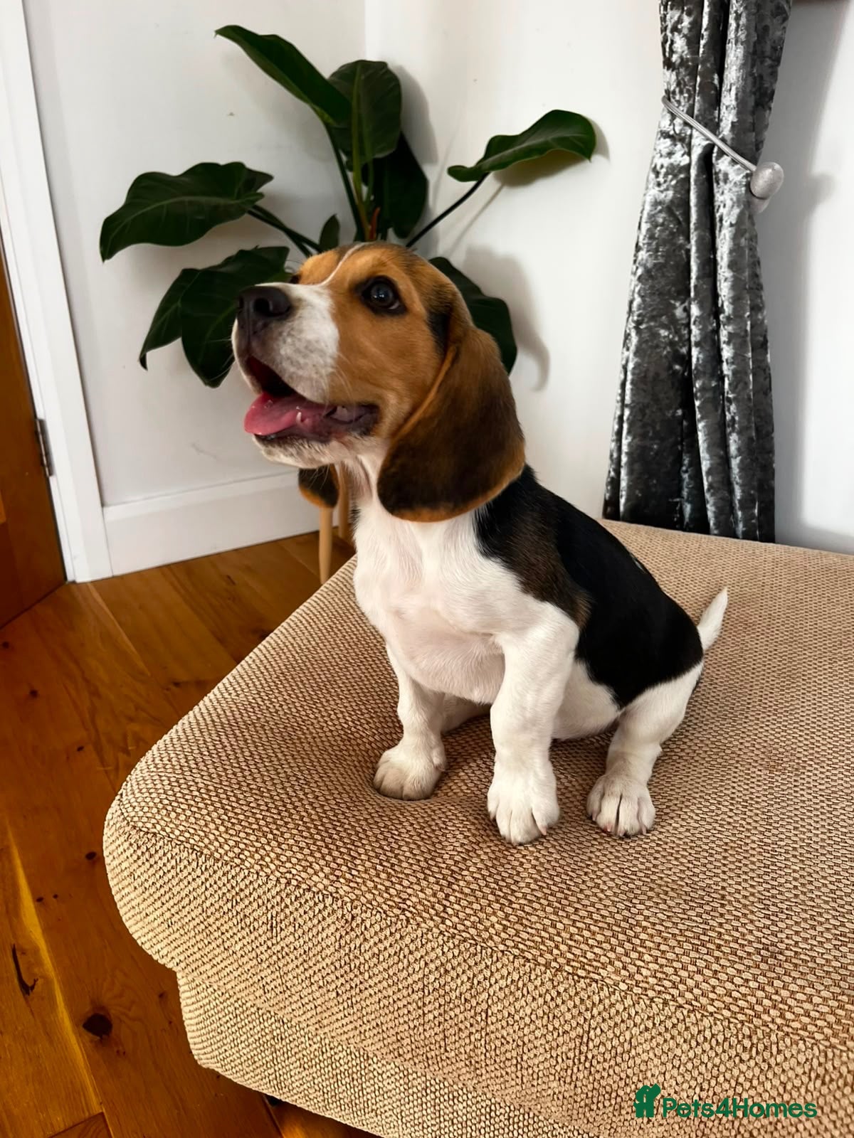 Beagle dogs 🐶⭐️Gorgeous male Beagle puppy ⭐️🐶 - Advert 1