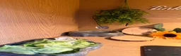 Bearded Dragon reptiles for sale: Beared dragon  in Preston - Advert 5