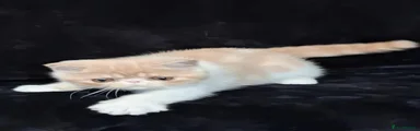 Persian 5