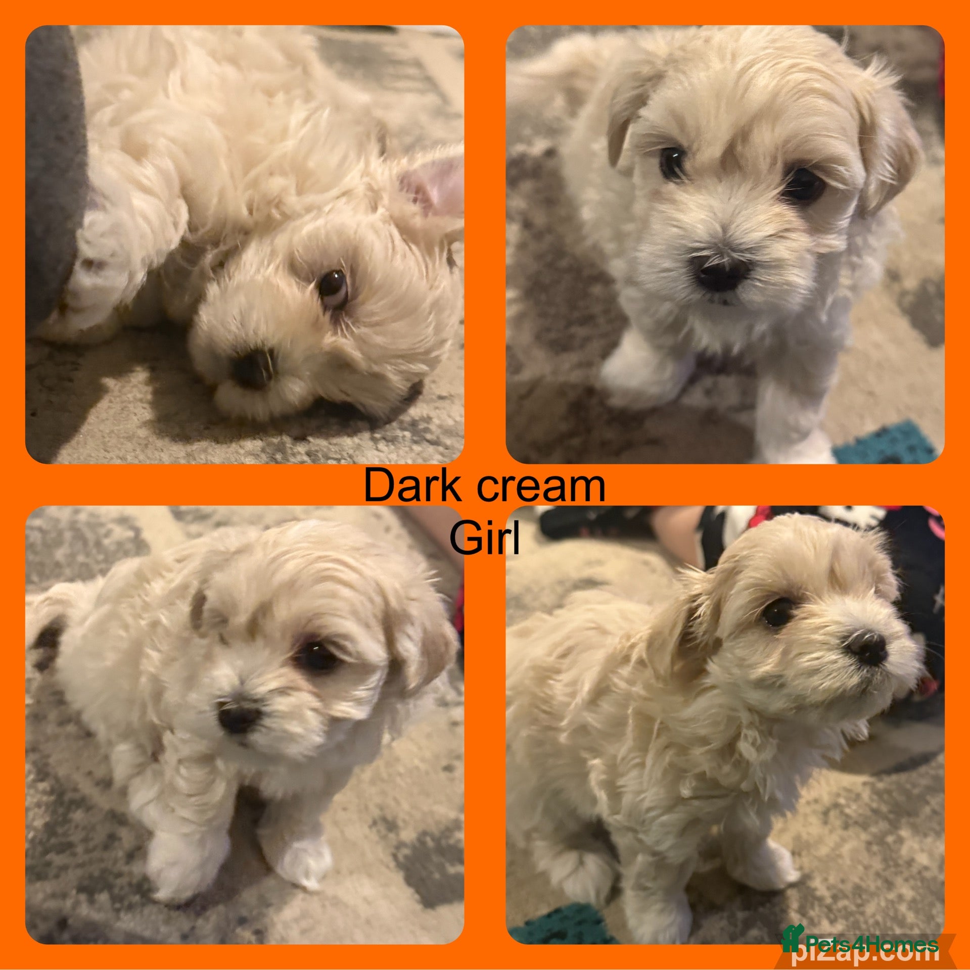 Maltipoo dogs Last girl left 6 wks old Beautiful maltipoo puppy - Advert 14