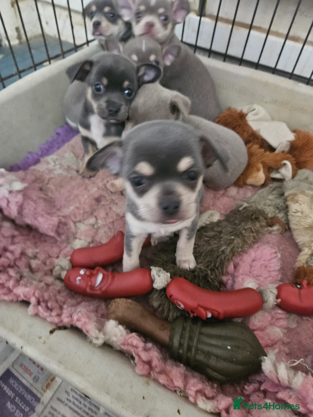 Chihuahua dogs for sale: Blue & tan and lilac & tan chihuahua puppies  - Advert 3