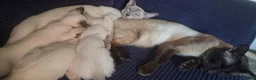 Siamese cats for sale: Chocolate Point Siamese Kitten - Advert 5