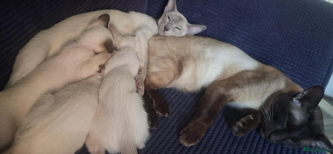 Siamese cats for sale: Chocolate Point Siamese Kitten - Advert 5