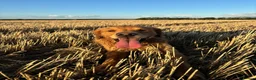 Golden Retriever dogs for stud: KCReg Proven Gorgeous Golden Retriever  - Advert 7