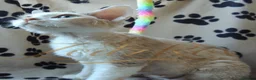 Devon Rex cats for sale: Lovely Longhaired Devon Rex  - Advert 2