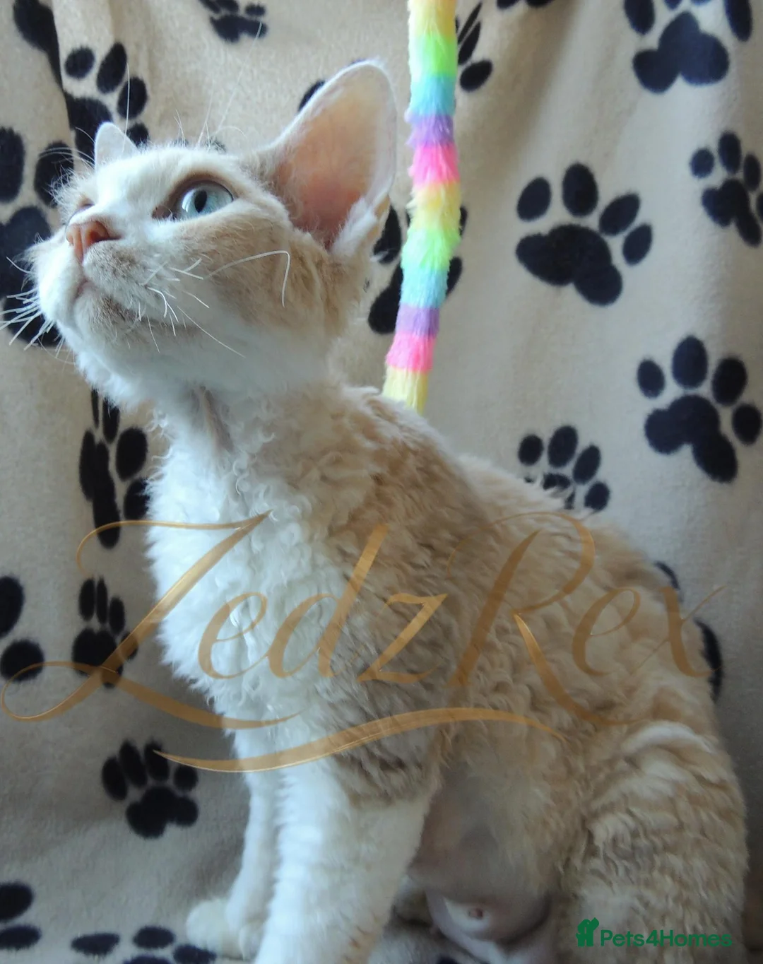 Devon Rex cats for sale: Lovely Longhaired Devon Rex  - Advert 2
