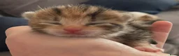 Mixed Breed cats for sale: Beautiful litter of kittens 💓  in Bootle - Advert 2
