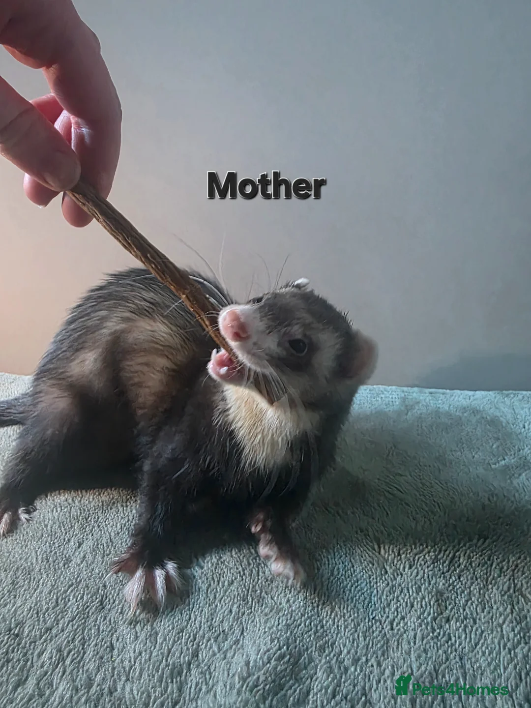 Ferret rodents for sale: Litter of 6 stunning ferrets  in Worksop - Advert 16