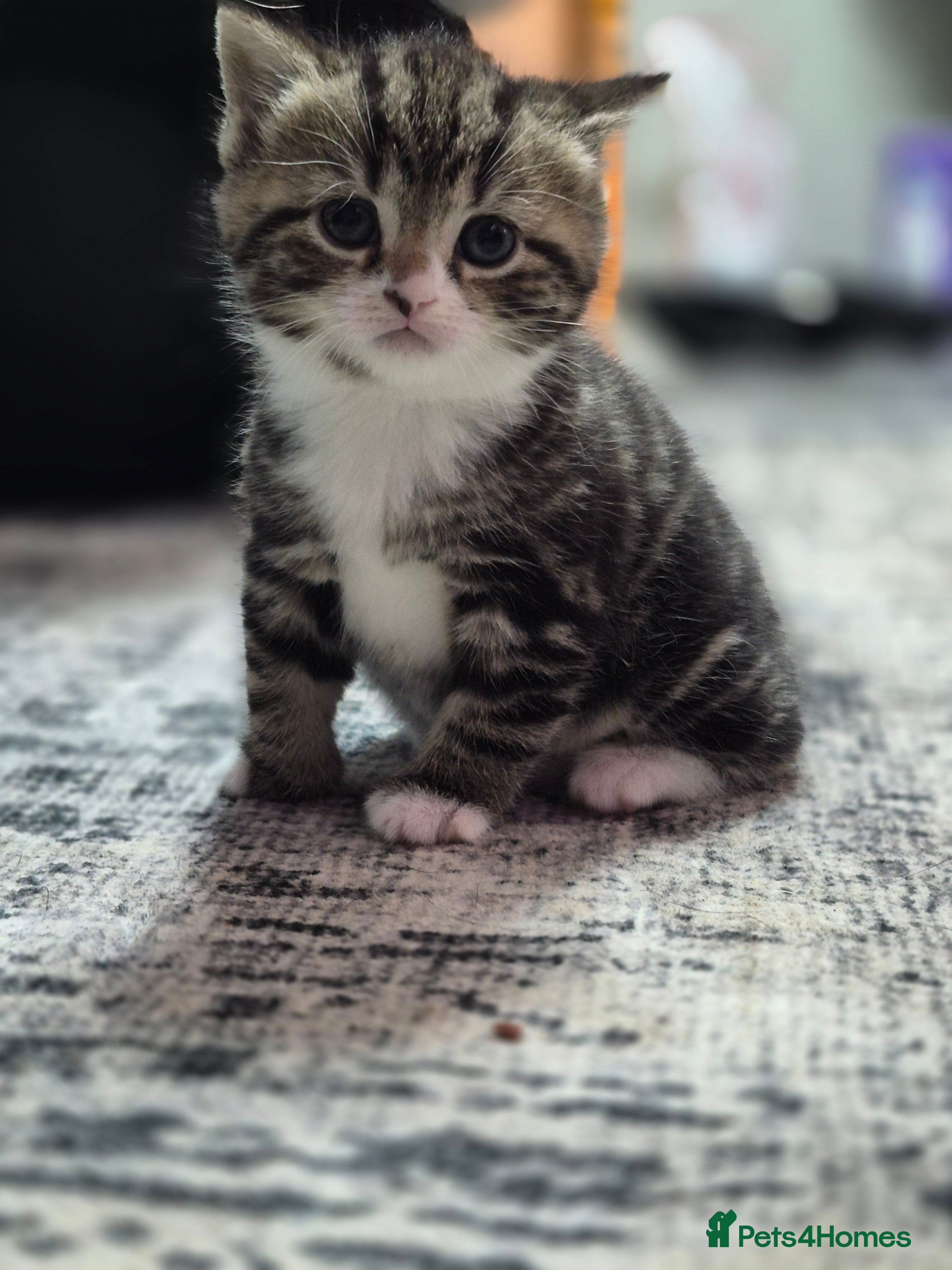 Mixed Breed cats Adorable British Shorthair Kittens For Sale!  - Advert 2