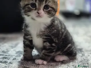 Mixed Breed cats Adorable British Shorthair Kittens For Sale! - Advert 2