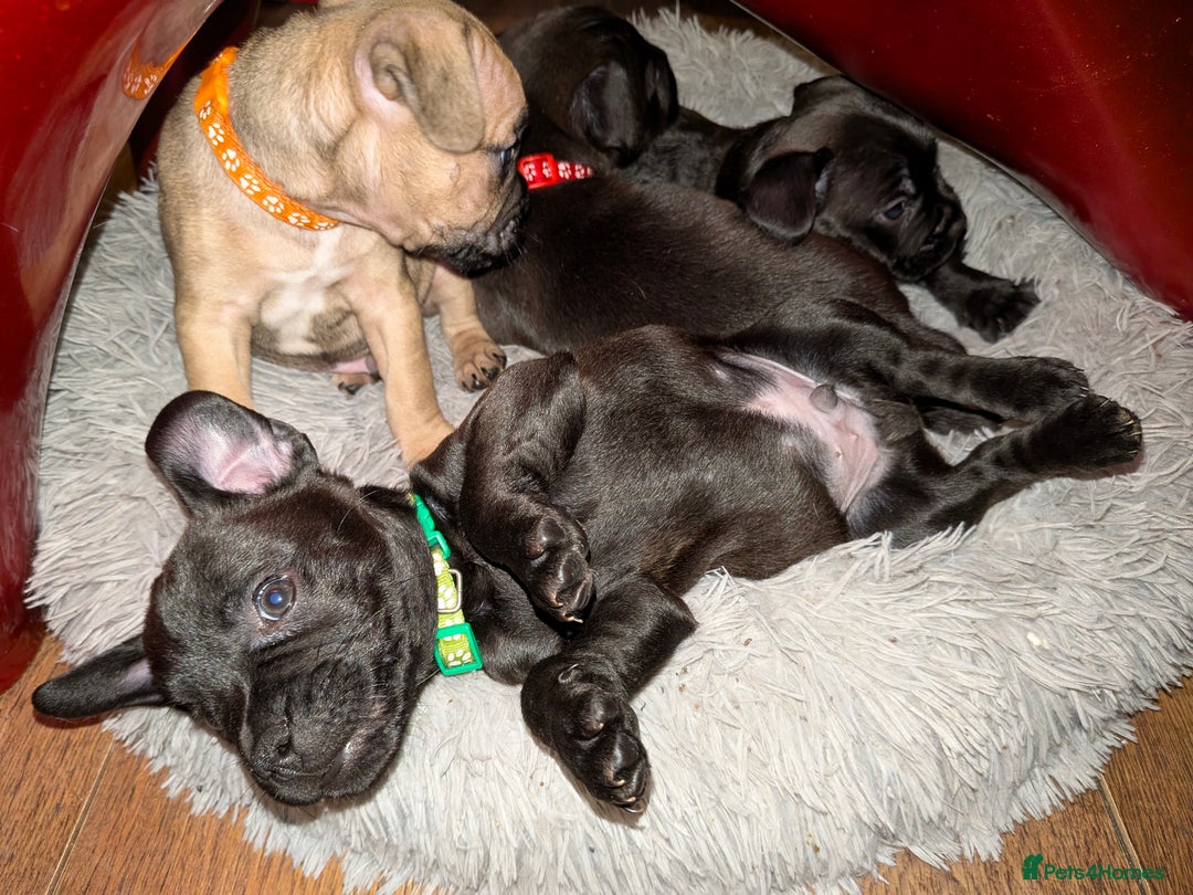 Mixed Breed dogs for sale: Puppy Northern Ireland  - Advert 9