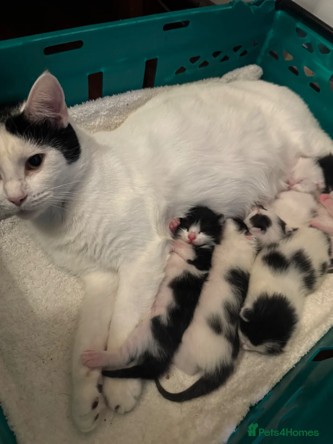 Mixed Breed cats for sale: kittens for reservation  - Advert 1