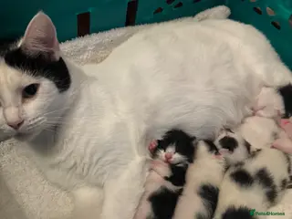 Mixed Breed cats kittens for reservation - Advert 1