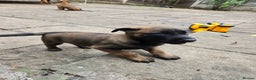 Belgian Shepherd Dog dogs for sale: Belgian Shepherd malinois - Advert 4