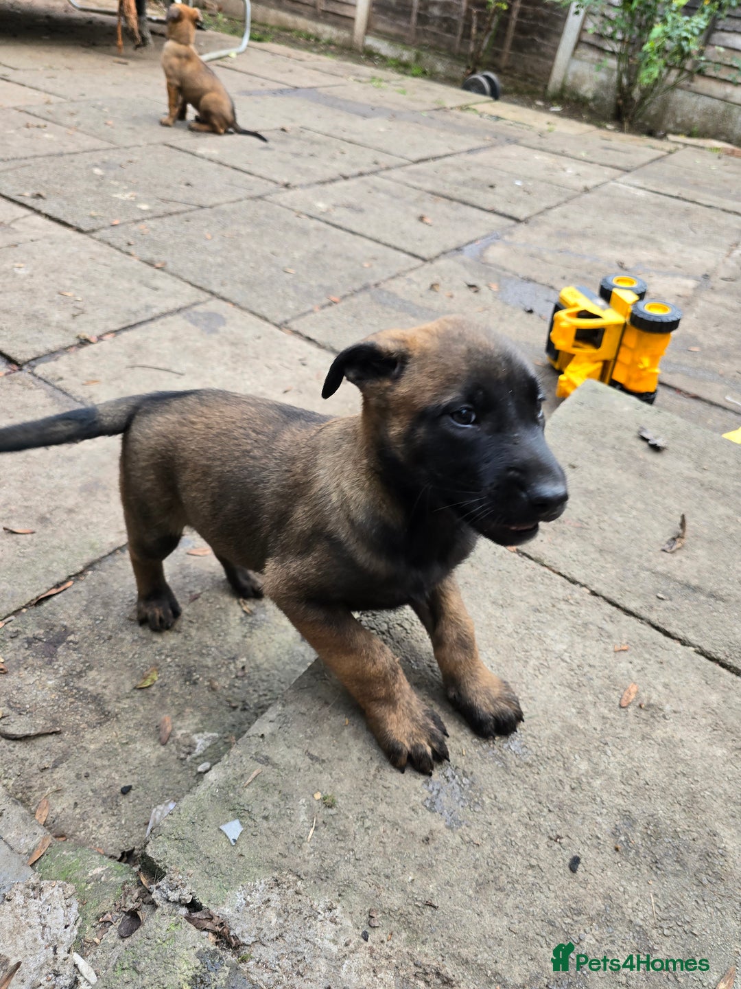 Belgian Shepherd Dog dogs for sale: Belgian Shepherd malinois - Advert 4