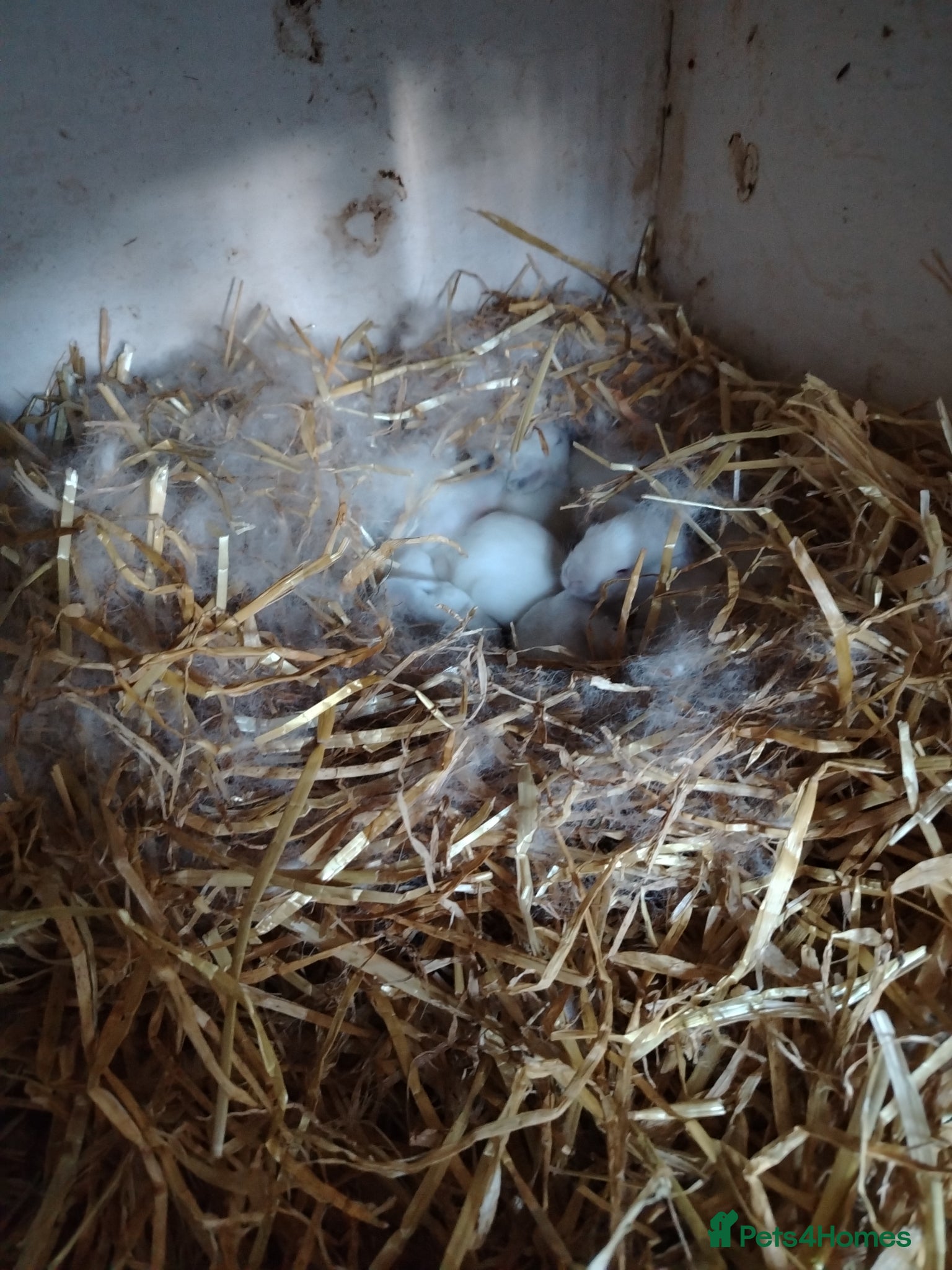 Californian rabbits for sale: Californian White Buck Kits - READY 18TH JUNE - Advert 2