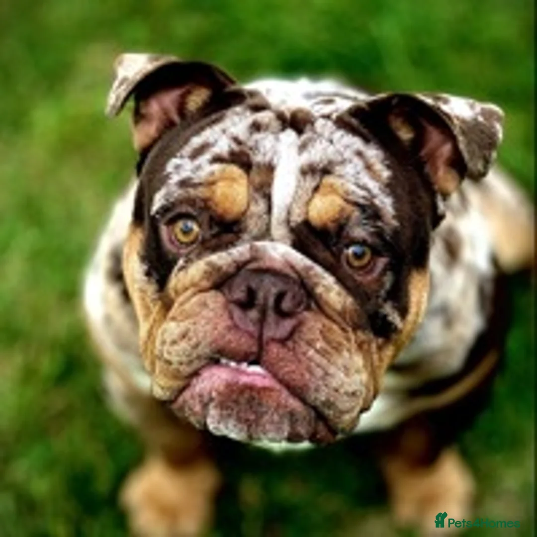 English Bulldog dogs for stud: 💙🍫FRANK🍫💙 in Southampton - Advert 6