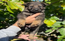 German Shepherd dogs for sale: Quality Kc Reg German shepherds - Image 8