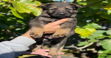 German Shepherd dogs - Advert 2