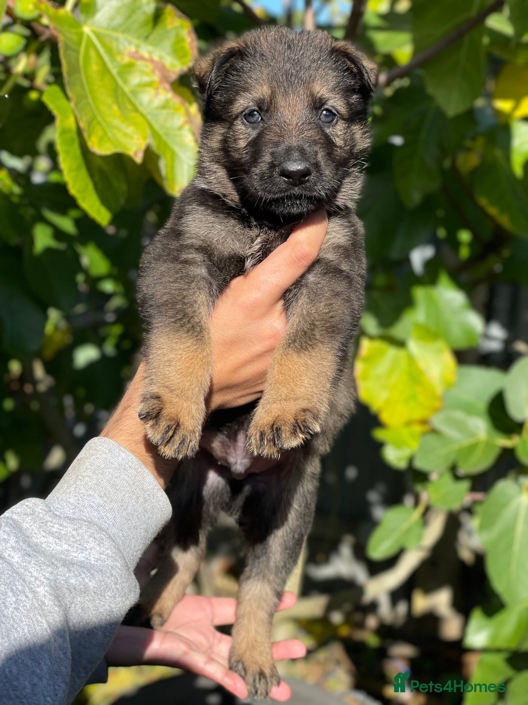 German Shepherd dogs for sale: Quality Kc Reg German shepherds - Image 8